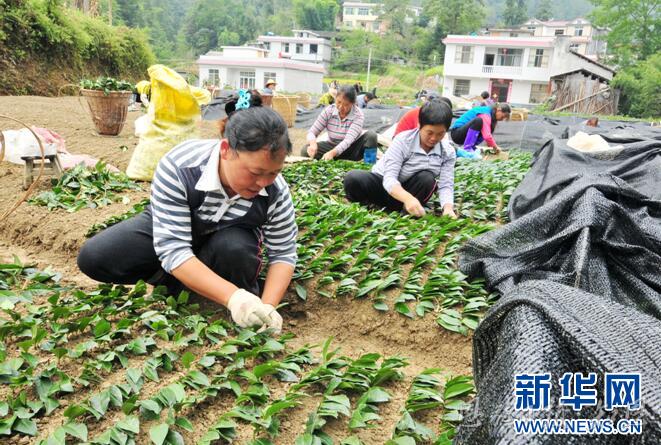 新华网客户端｜湖北恩施玉露：一片绿叶的“闯关出圈”之旅(图2)