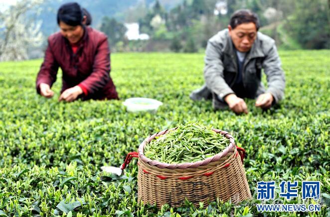 新华网客户端｜湖北恩施玉露：一片绿叶的“闯关出圈”之旅(图1)