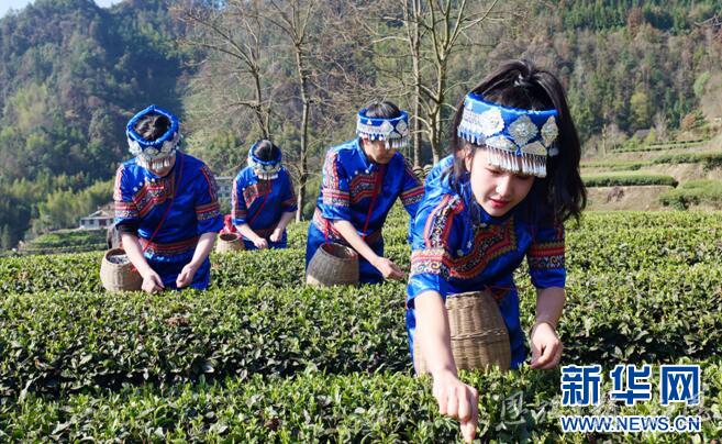 新华网客户端｜湖北恩施玉露：一片绿叶的“闯关出圈”之旅(图4)