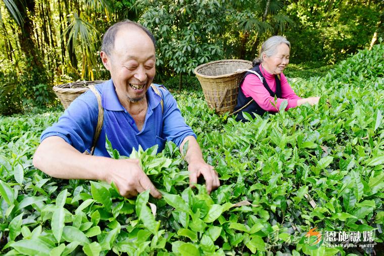 极目新闻丨恩施玉露：一片绿叶的“闯关出圈”之旅(图5)