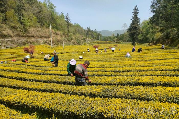 中华人民共和国农业农村部丨2025“名优茶出省 大宗茶出海”产销对接暨咸丰白茶文化交流活动举行(图1)