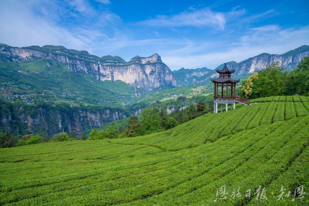 近3亿元中央财政衔接资金推动恩施市茶产业链提档升级——硒都茶产业振兴的“四维”布局